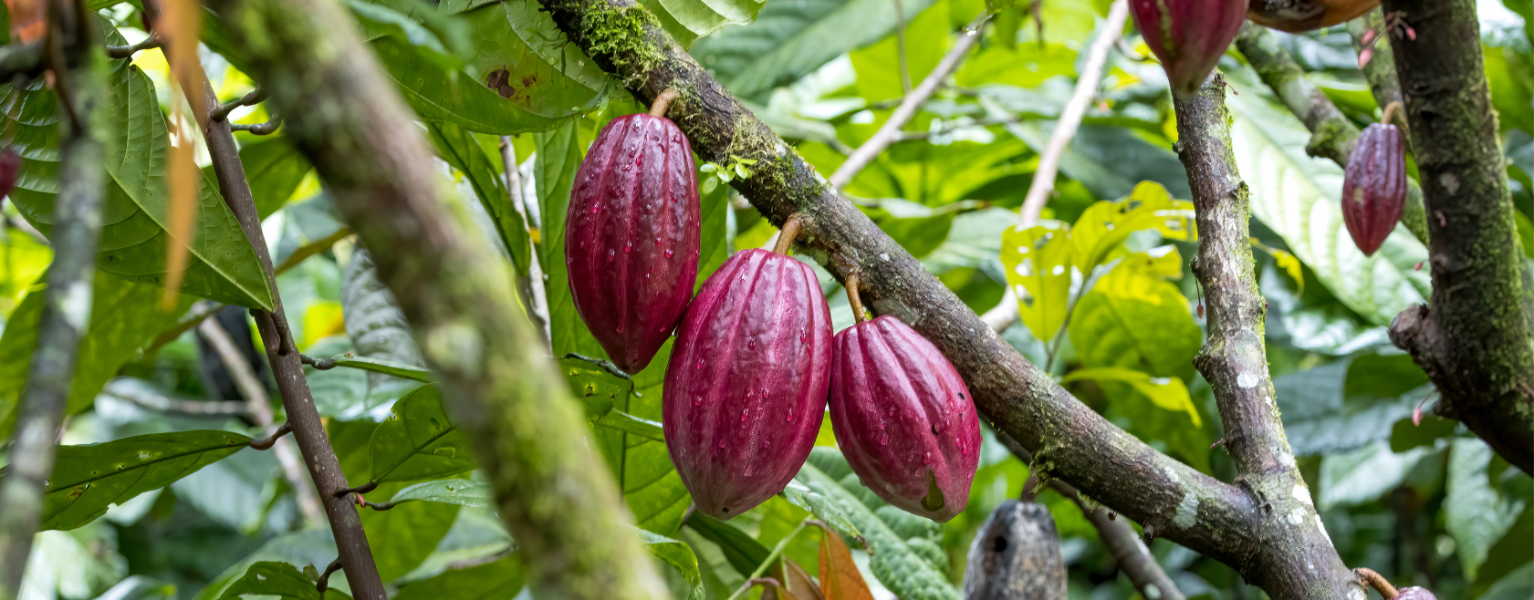 Kerry Group's DaVinci Gourmet becomes first global food service brand using 100% Rainforest Alliance cocoa